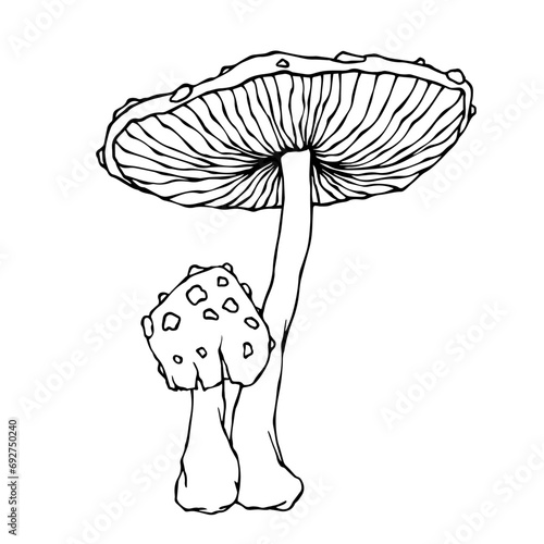 Linear sketch of a toadstool mushroom.Vector graphics.