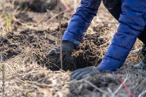 Person wearing a pair of gardening gloves carefully planting a young tree sapling in the ground