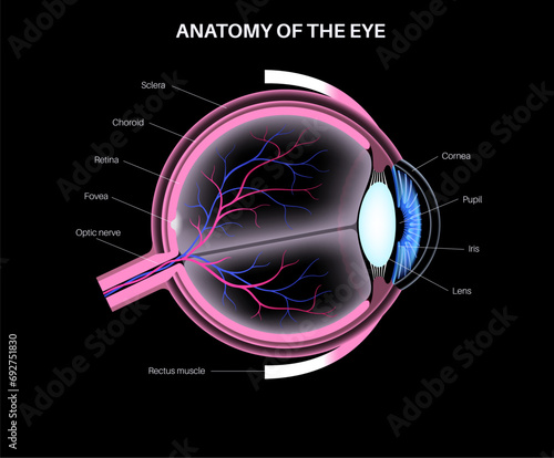 Eye anatomy poster