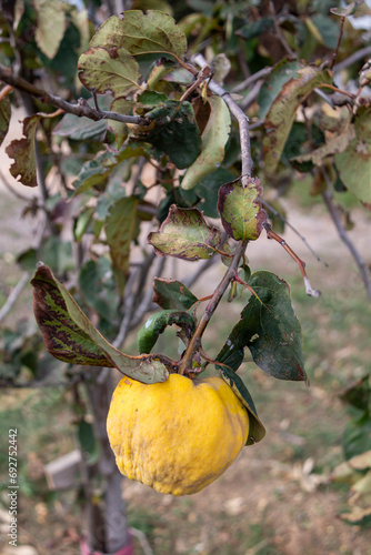 A quince ripening on its tree in an organically grown orchard.