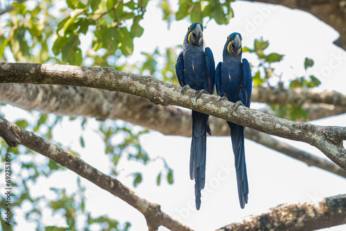 Hyacinth Macaw in forest environment,Pantanal Forest, Mato Grosso, Brazil.