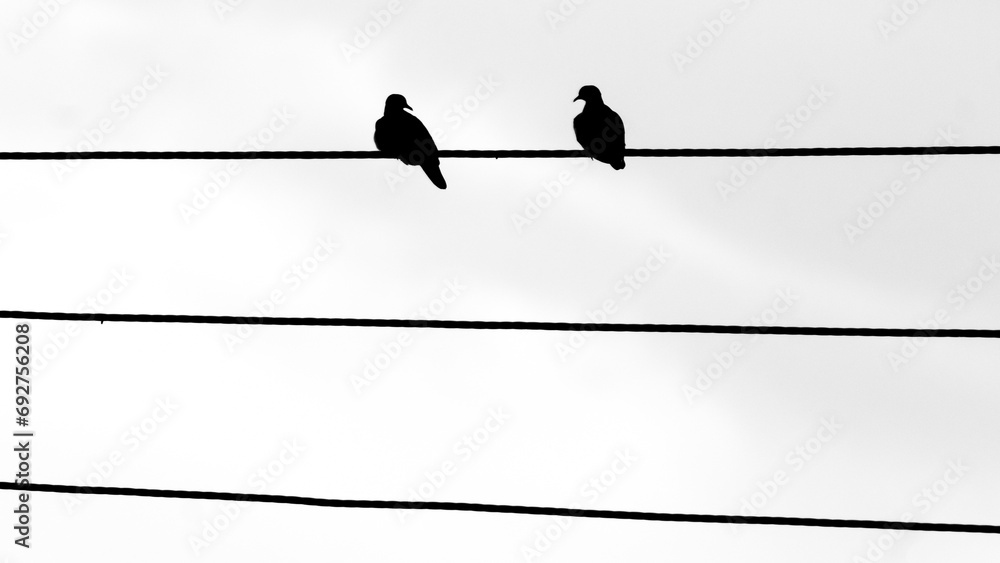 Silhouette of two birds on the wire with the sunset background Silhouette of two birds on the wire with the sunset background