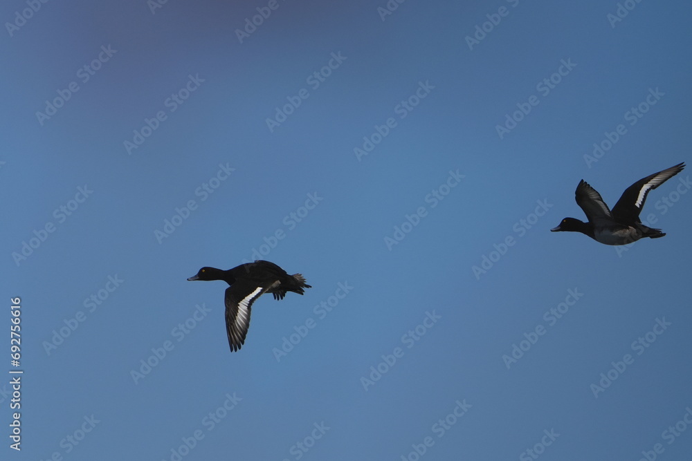 tufted duck in flight