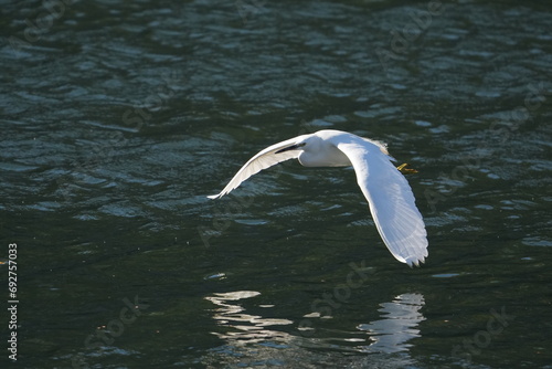 egret in a field © Matthewadobe