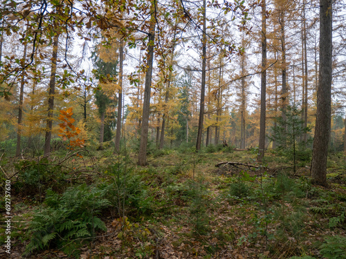 Fototapeta Naklejka Na Ścianę i Meble -  Serene Autumn Forest with Lush Ferns