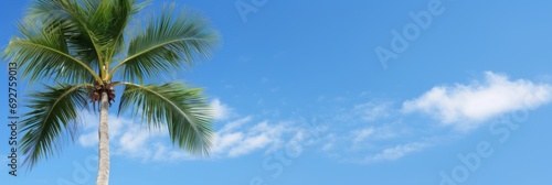 A palm tree with a blue sky in the background.