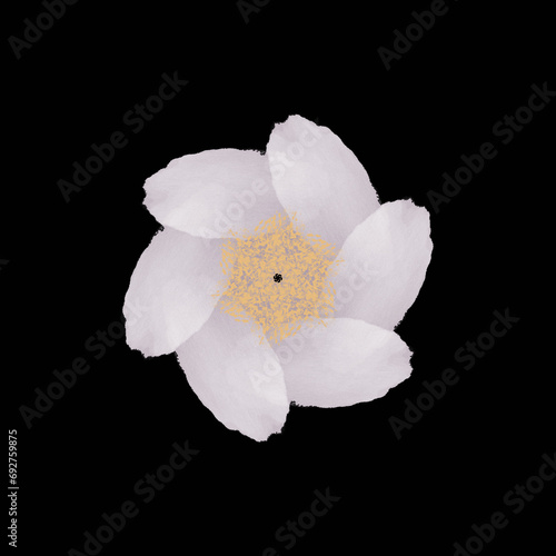 white flower isolated on black