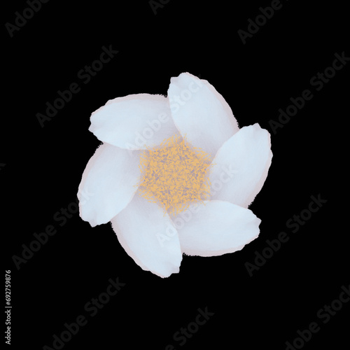 white flower on black background