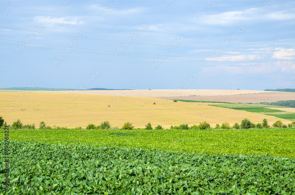 Beautiful view to colorful field rolling landscape with agricultural plants on summer day
