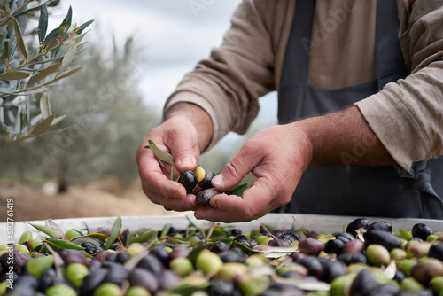 olive raccolta olio  photo