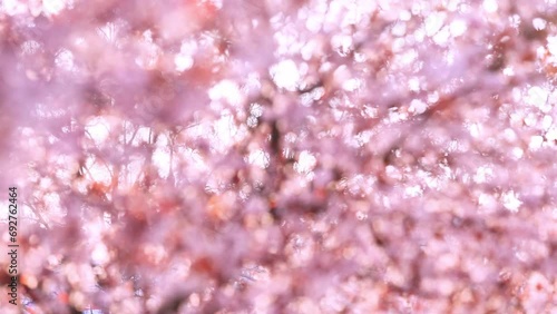 Spring blossom of purple sakura against blue sky. Beautiful nature scene with blooming tree and sun flare. Cherry, sakura, apricot, almond blossom trees with pink Spring flowers.