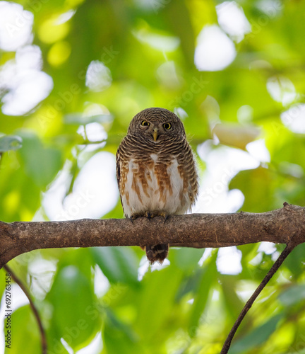 Asian barred owlet taking a nap photo