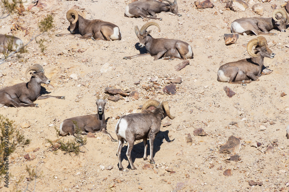 Bighorn Sheep herd resting on rocky mountain slope Bighorn Sheep herd resting on rocky mountain slope