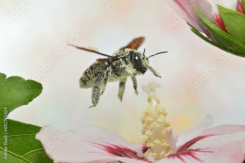 Violet carpenter bee (Xylocopa violacea) covered with pollen in flight on the flower of a hibiscuses (Hibiscus), macro photo photo