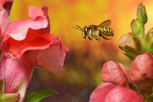 European wool carder bee (Anthidium manicatum) in flight at the flower of the large snapdragon (Antirrhinum majus), macro photo photo