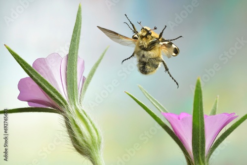 Banded brush beetle (Trichius gallicus) in flight on the flowers of a common corncockle (Agrostemma githago), macro photo photo