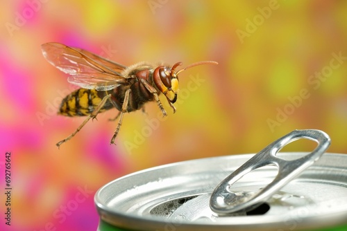 European hornet (Vespa crabro) in flight at a can of lemonade, macro shot photo