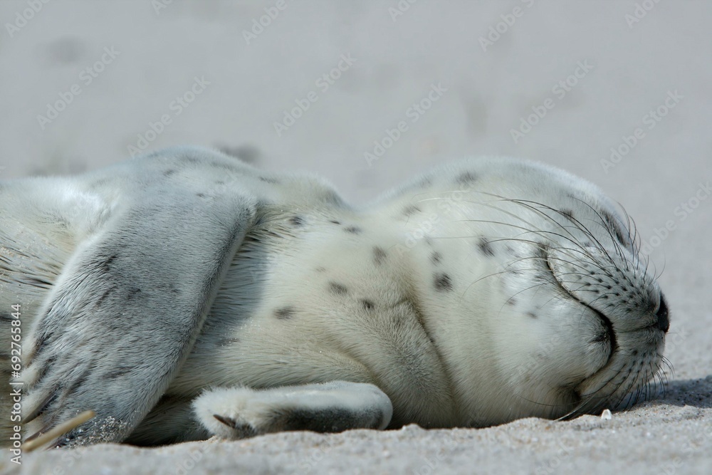 Common harbor seal (Phoca vitulina), howler, young resting on the beach, Lower Saxony Wadden Sea National Park, Lower Saxony, Germany, Europe Common harbor seal (Phoca vitulina), howler, young resting on the beach, Lower Saxony Wadden Sea National Park, Lower Saxony, Germany, Europe