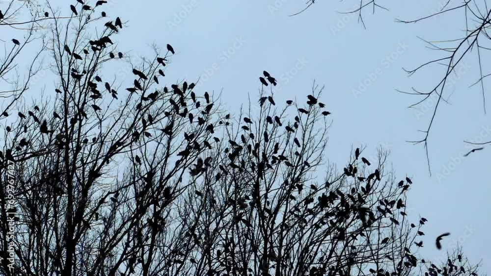 A flock of birds 4K in slow motion. Wildlife background footage. Silhouettes of a large flock of crows. A flock of birds 4K in slow motion. Wildlife background footage. Silhouettes of a large flock of crows.