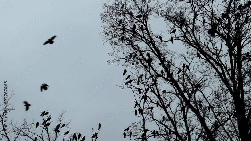 A flock of birds 4K in slow motion. Wildlife background footage. Silhouettes of a large flock of crows. A flock of birds 4K in slow motion. Wildlife background footage. Silhouettes of a large flock of crows.