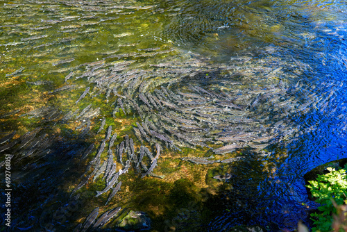 Salmons swimming upstream in the Ketchikan Creek in Alaska to go spawning - Large group of chinook salmons at the end of their life cycle battling to return to their freshwater hatchery