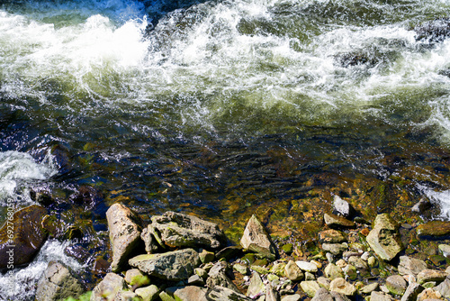 Fotografi Salmons swimming upstream in the Ketchikan Creek in Alaska to go spawning - Larg