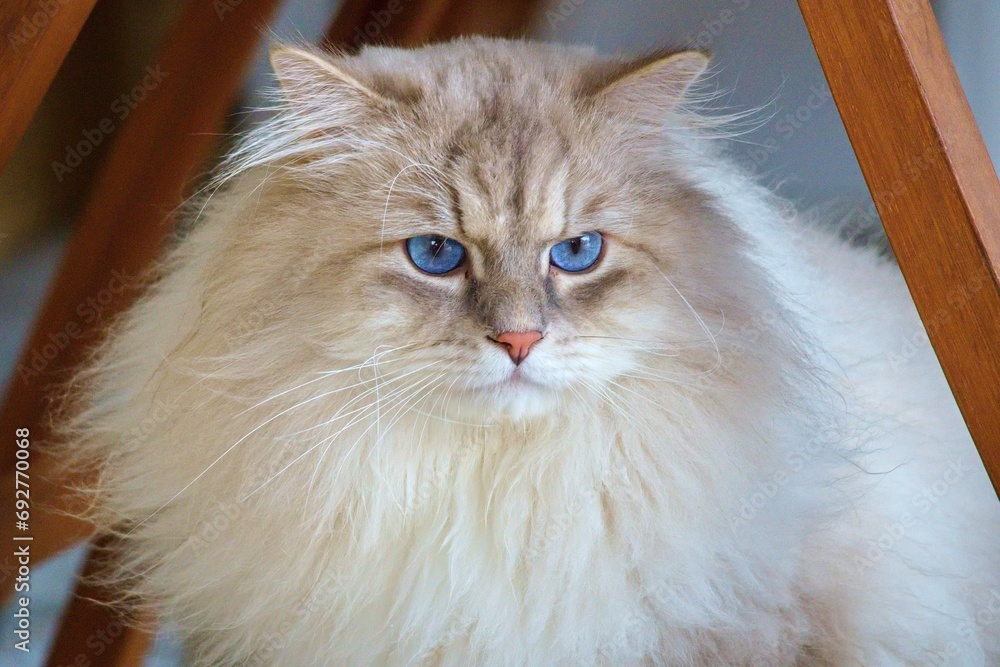 Neva masquerade cat with blue eyes