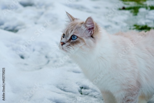 Canvas Print Cat of the Neva masquerade with blue eyes in the snow.
