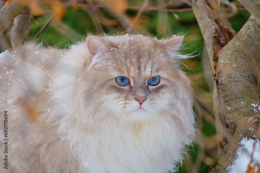 Neva masquerade cat with blue eyes on a tree. Neva masquerade cat with blue eyes on a tree.