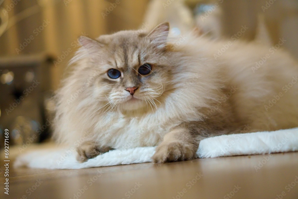 Fototapeta premium Neva masquerade cat with blue eyes