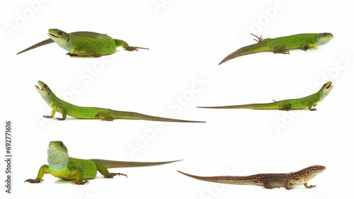 lizard isolated on white background screen photo