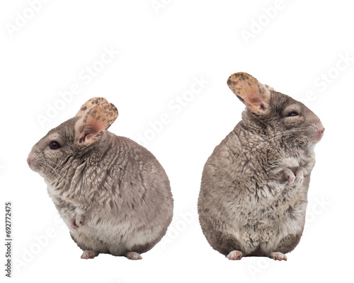 Chinchillas isolated on transparent background.  photo