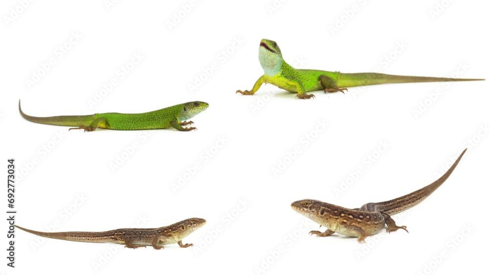 lizard isolated on white background screen lizard isolated on white background screen
