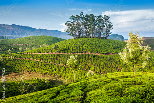 Kerala India travel background - green tea plantations in Munnar  Kerala  India - tourist attraction