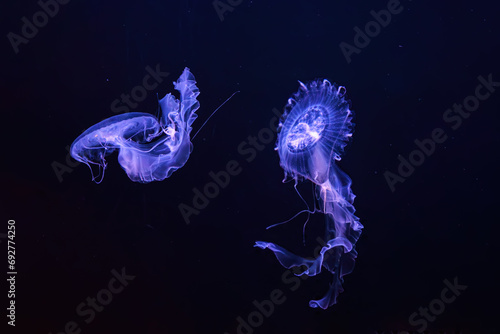 Group of Sanderia Malayensis, Amakusa Jellyfish swimming in aquarium pool with blue neon light. Theriology, biodiversity, undersea life, aquatic organism photo