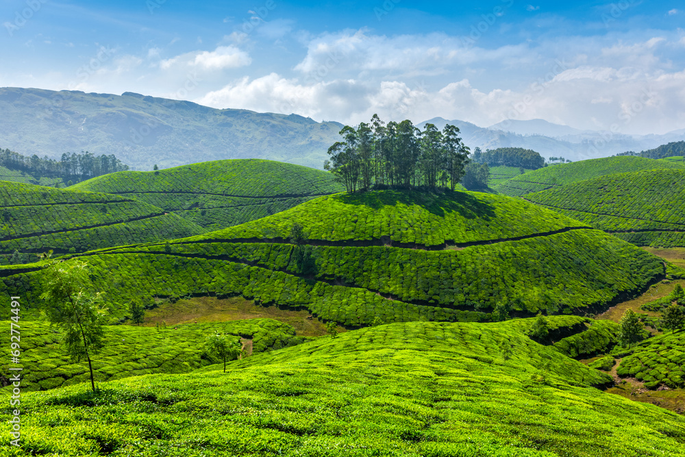 Green rolling hills with tea plantations. Munnar, Kerala, India