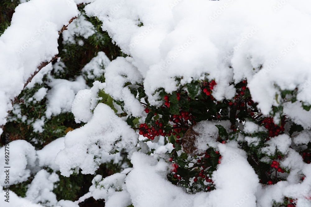 Snow Covered Holly Berries Close-up