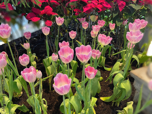 Tulips are blooming in the garden.