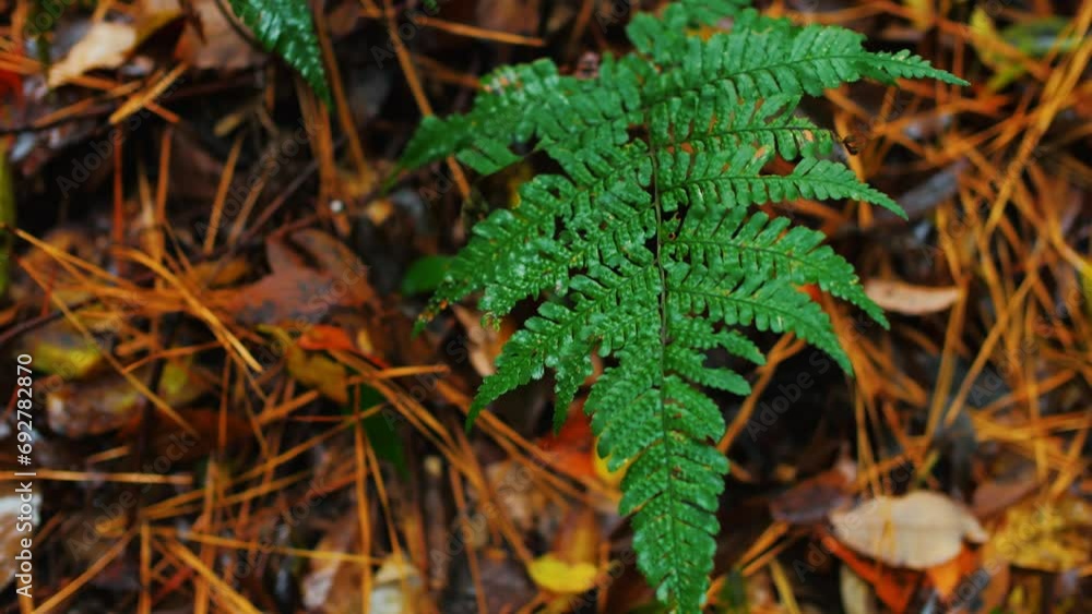 Water-wet ferns, rainy forests, swaying in the wind. Water-wet ferns, rainy forests, swaying in the wind.