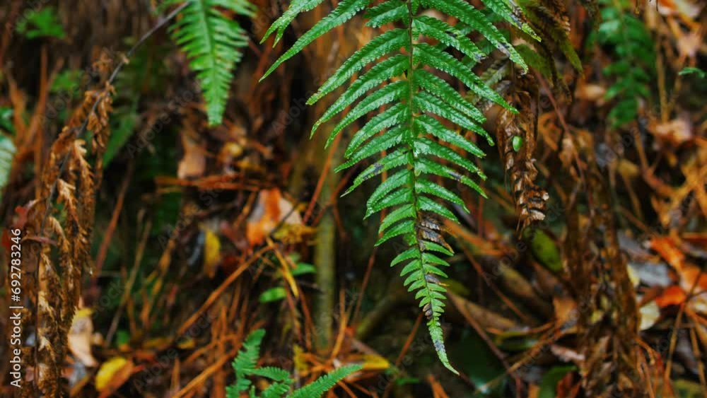 Water-wet ferns, rainy forests, swaying in the wind. Water-wet ferns, rainy forests, swaying in the wind.