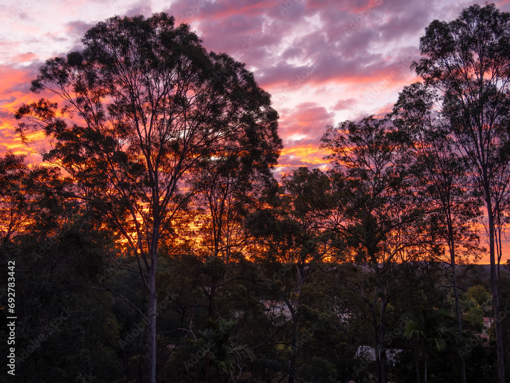 Fototapeta premium Sunset Through The Trees
