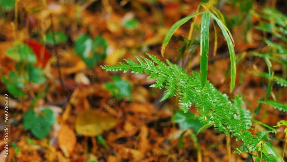 Water-wet ferns, rainy forests, swaying in the wind. Water-wet ferns, rainy forests, swaying in the wind.