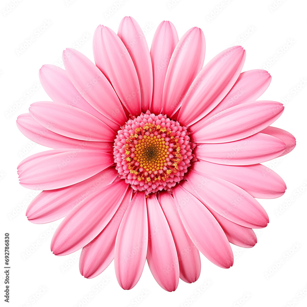pink gerber daisy isolated on white pink gerber daisy isolated on white