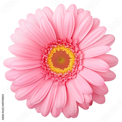 pink gerber daisy isolated on white