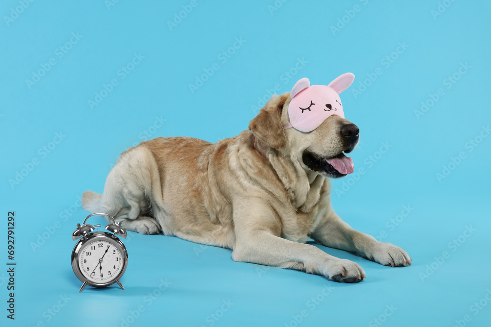 Cute Labrador Retriever with sleep mask and alarm clock resting on light blue background