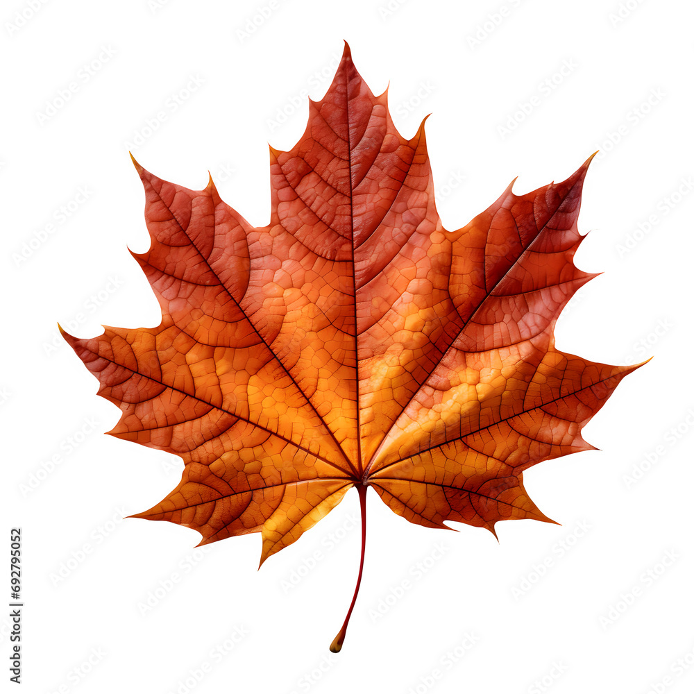 Maple Autumn Leaf isolated on transparent background Generative AI Maple Autumn Leaf isolated on transparent background Generative AI