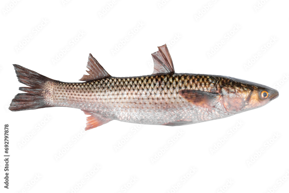 Pilengas fish isolated on transparent background. Fresh fish object for design. Mullet fish Pilengas fish isolated on transparent background. Fresh fish object for design. Mullet fish