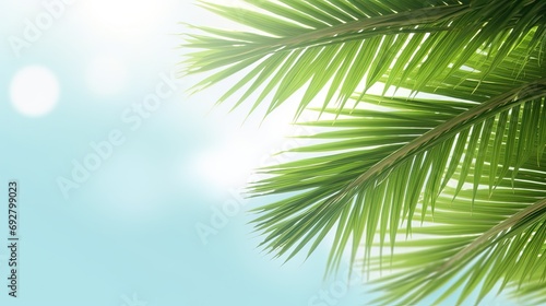 Palm sunday and easter day for welcome Jesus before Easter day. Wooden Cross and palm on white background easter sign symbol concept, World Environment Day Green coconut leaves