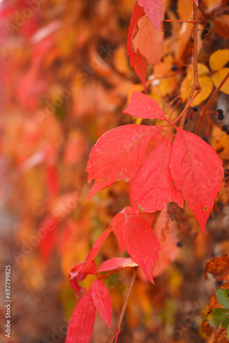Autumn Parthenocissus tricuspidata  leaves are red