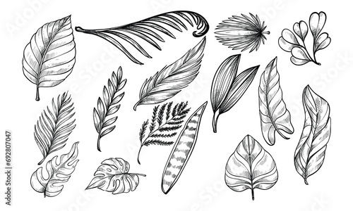 tropical leaves handdrawn collection